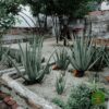 Sadnice AloeVere