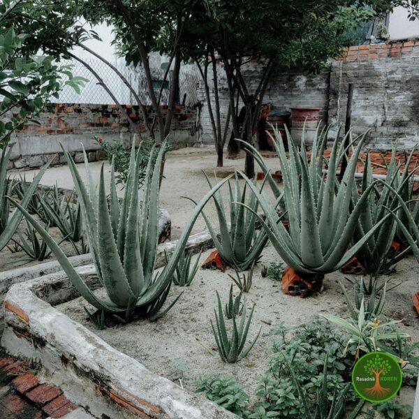 Sadnice AloeVere