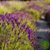 EngleskaLavandaCvetDaleko Engleska Lavanda
