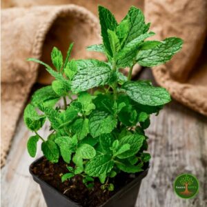 Sadnice Nane Mojito