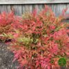 Nandina Nandina Obsessed