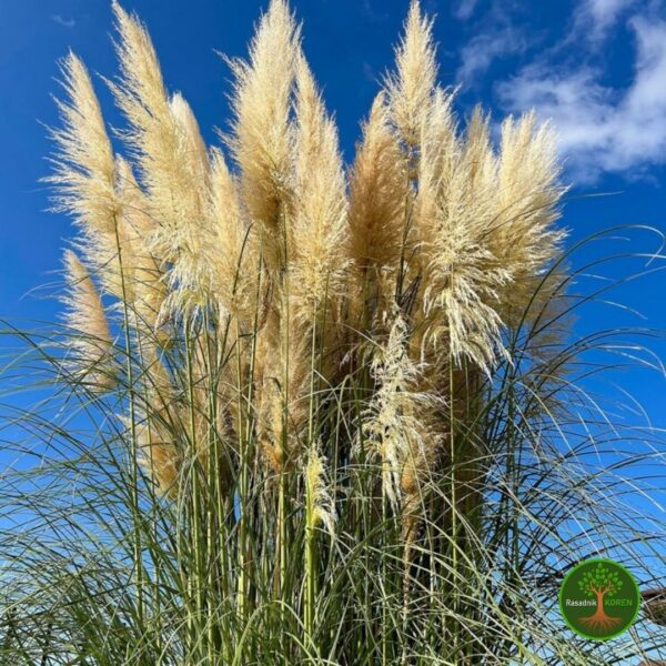 Sadnice Pampas trave (Cortaderia selloana)