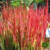 Sadnice red baron trave