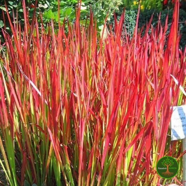 Sadnice red baron trave