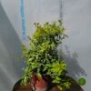 11 Zlatna Spirea