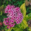 13 Zlatna Spirea