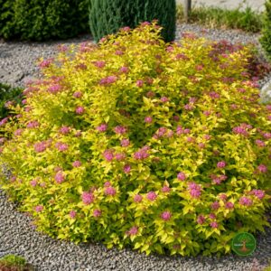 Zlatna Spirea Zlatna Spirea