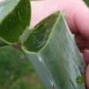 Aloe Vera Sadnice