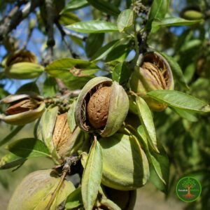 AromatičniBademMarkoni