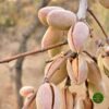 Sadnice Aromatičnog Badema "Markoni"