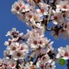 Sadnice Aromatičnog Badema "Markoni"