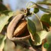 Sadnice Aromatičnog Badema "Markoni"