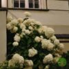 BelaHortenzija Bela Krupnocvetna Hortenzija (Hidrangea Paniculata)