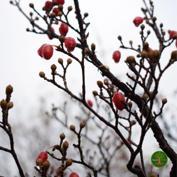 Domaći Dren Sadnice (Cornus mas)