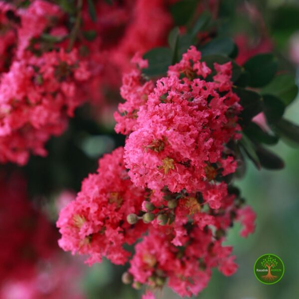 IndijskiJorgovan Sadnice Indijskog Jorgovana (Lagerstroemia indica)