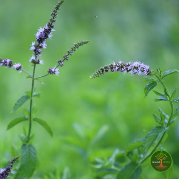 NanaMojitoCvet Sadnice Nane Mojito (Mentha × villosa)