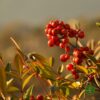 NandinaBobice Nandina Domestica – Nebeski Bambus