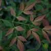 NandinaList Nandina Domestica – Nebeski Bambus