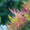 NandinaZbun Nandina Domestica – Nebeski Bambus