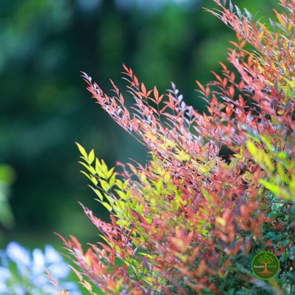 NandinaZbun Nandina Domestica – Nebeski Bambus