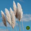 Sadnice Pampas trave (Cortaderia selloana)