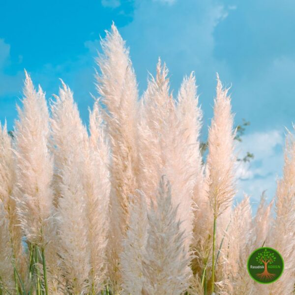 Sadnice Pampas trave (Cortaderia selloana)