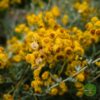 SantolinaCvet Sadnice Santoline (Santolina chamaecyparissus)
