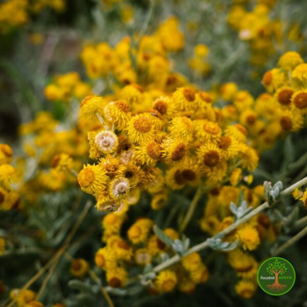 SantolinaCvet Sadnice Santoline (Santolina chamaecyparissus)