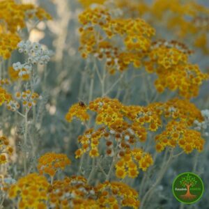 Lekovito Smilje (Helichrysum italicum)