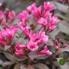 Tamnolisna Vajgela (Weigela Florida)