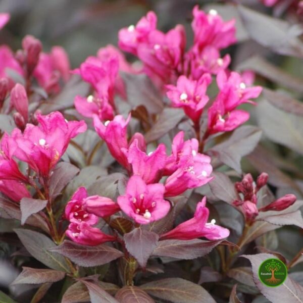 Tamnolisna Vajgela (Weigela Florida)