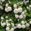 ViburnuOpulus Viburnum Opulus - Snežna Grudva