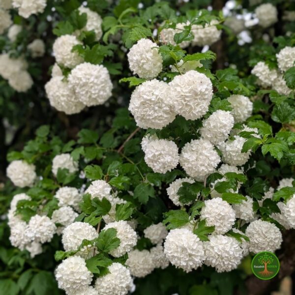 ViburnuOpulus Viburnum Opulus - Snežna Grudva