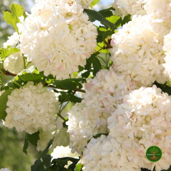 Viburnum LopteIzbliza ViburnumOpulus-Snezna Grudva, Sadnice