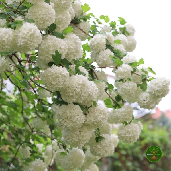 ViburnumOpulus Viburnum Opulus - Snežna Grudva