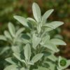 Lekovita Žalfija (Salvia officinalis)