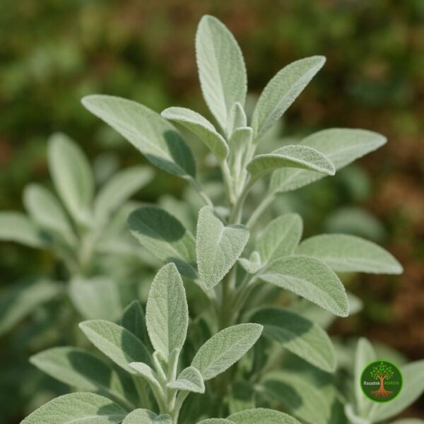 Lekovita Žalfija (Salvia officinalis)