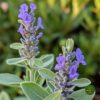 Lekovita Žalfija (Salvia officinalis)