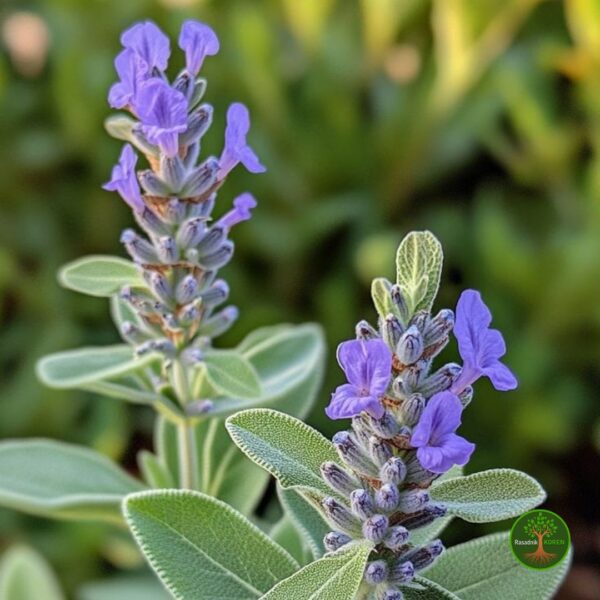 Lekovita Žalfija (Salvia officinalis)