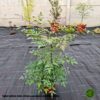 NandinaIzgledSadnice Nandina Domestica – Nebeski Bambus