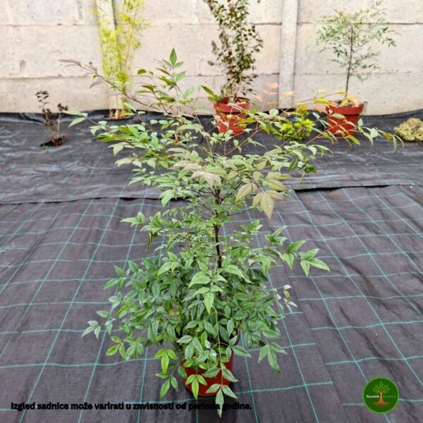 NandinaIzgledSadnice Nandina Domestica – Nebeski Bambus