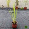 Sadnice Pampas trave (Cortaderia selloana)