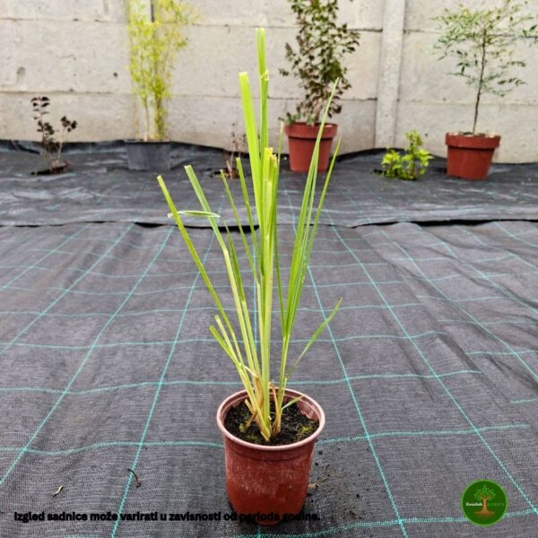 Sadnice Pampas trave (Cortaderia selloana)